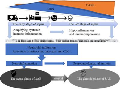 Insight Into Regulatory T Cells in Sepsis-Associated Encephalopathy